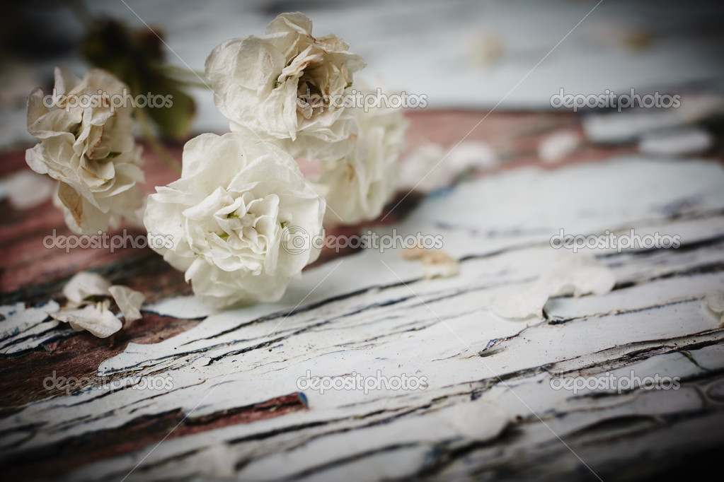 Petite Fleur Blanche Photographie Forgiss 31083817