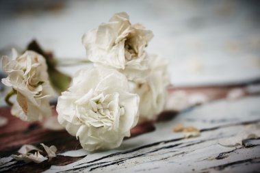 küçük beyaz çiçek