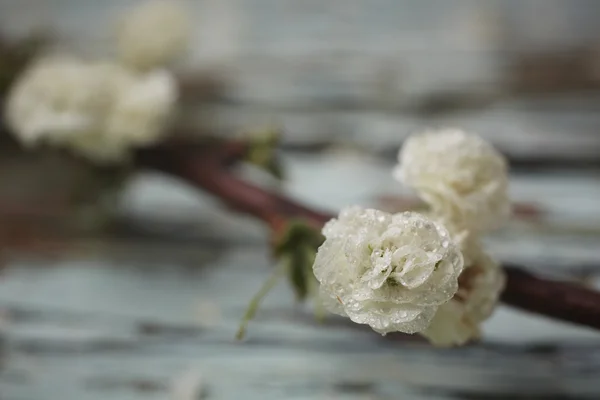 Küçük beyaz çiçek Stok Resim