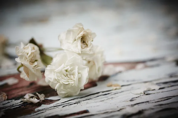 Küçük beyaz çiçek Stok Fotoğraf