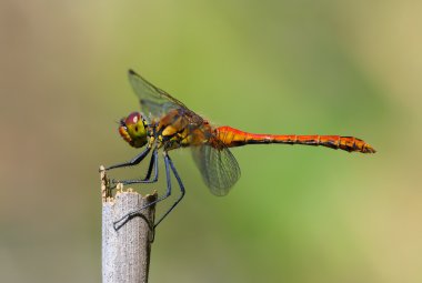 Dragonfly - ruddy darter clipart