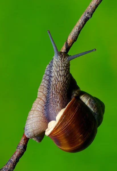 Snail — Stock Photo, Image