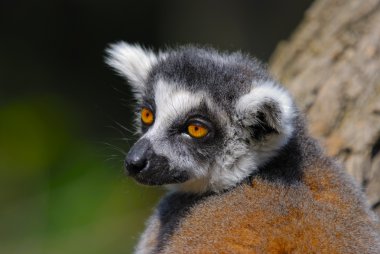 Lemur catta