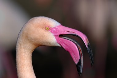 pembe flamingo