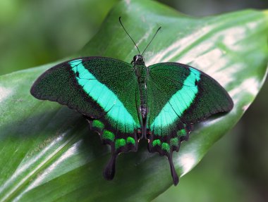 Zümrüt swallowtail