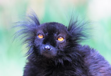 Black lemur clipart