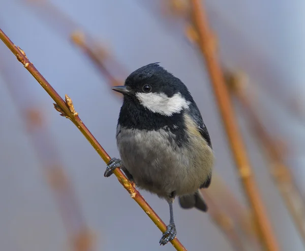 Carbón Tit —  Fotos de Stock