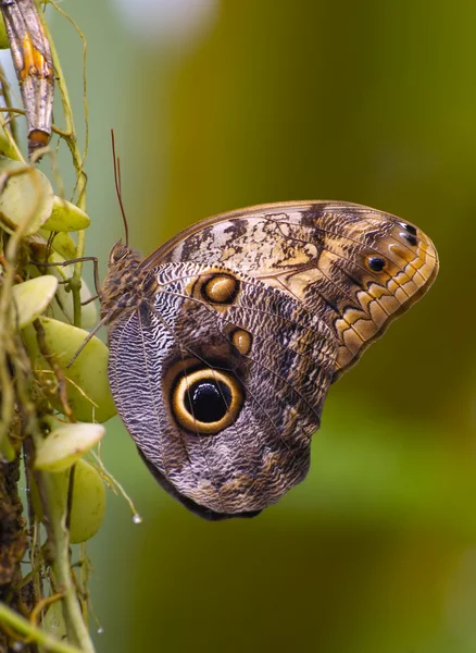 Butterfly — Stock Photo, Image