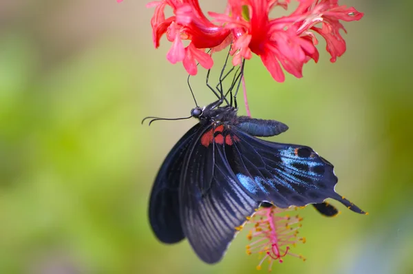 Black tropical butterfly — Stock Photo, Image