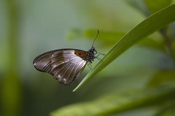 Коричневая муха — стоковое фото