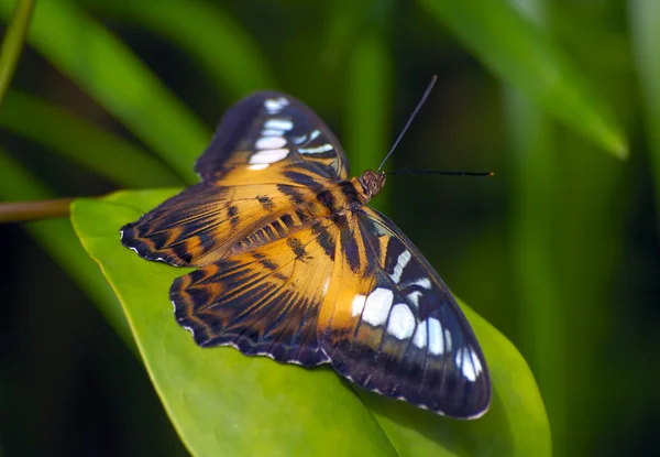 Brown butterfly — Stock Photo, Image