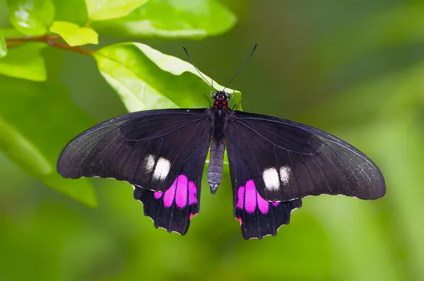 Black butterfly — Stock Photo, Image