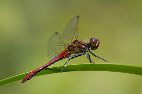 Libélula roja — Foto de Stock