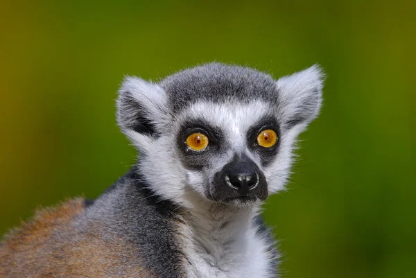 Ring tailed lemur catta — Stockfoto