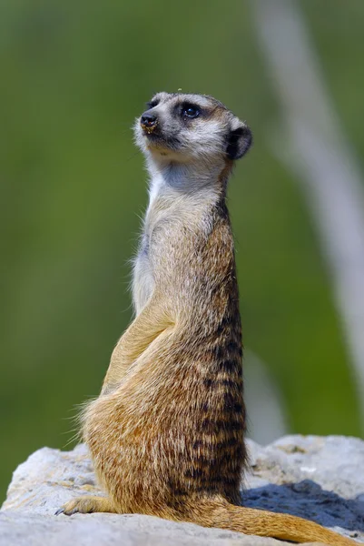 Suricate — Stok fotoğraf