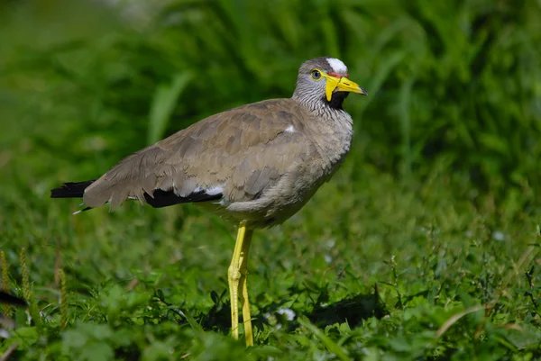 Senegal wattled plover — Fotografia de Stock