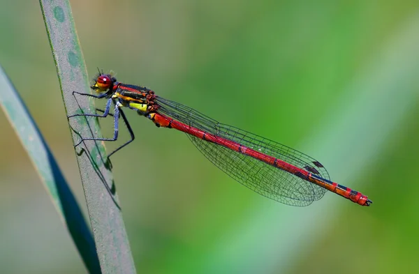 Damselfly vermelho grande — Fotografia de Stock