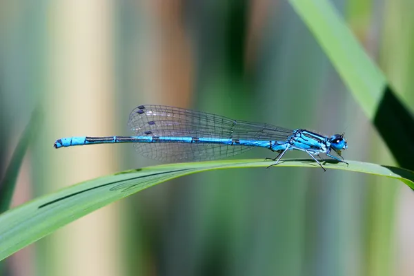 Damselfly azul — Fotografia de Stock