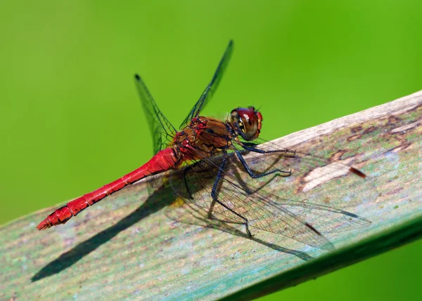 Rote Libelle — Stockfoto