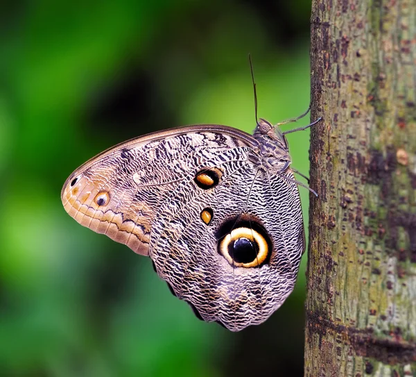 Owl Butterfly — Stock Photo, Image