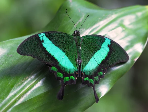 Σμαραγδένια swallowtail — Φωτογραφία Αρχείου