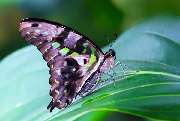 Gemeenschappelijke bluebottle — Stockfoto