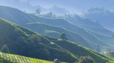 Güneş doğduktan sonra güzel yeşil çay çiftliğinin 4K Timelapse 'ı. Eğim etkisi