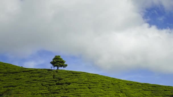 Timelapse Lonely Tree Tea Plantation Cameron Highland — Vídeo de stock