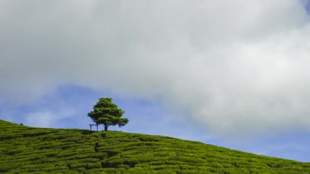 Timelapse Lonely Tree Tea Plantation Cameron Highland — ストック動画
