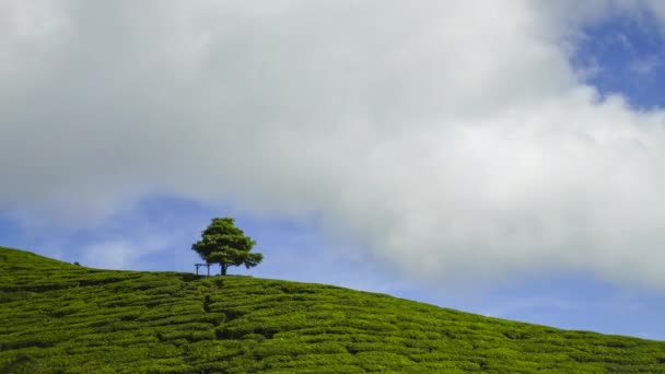 Timelapse Lonely Tree Tea Plantation Cameron Highland — Vídeo de Stock