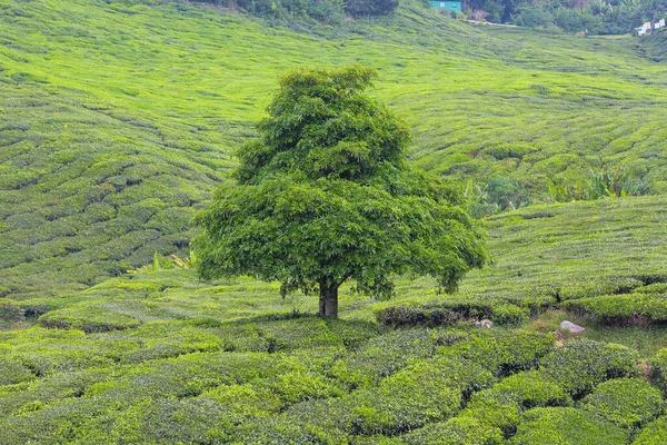 Eenzame Boom Theeplantage — Stockfoto