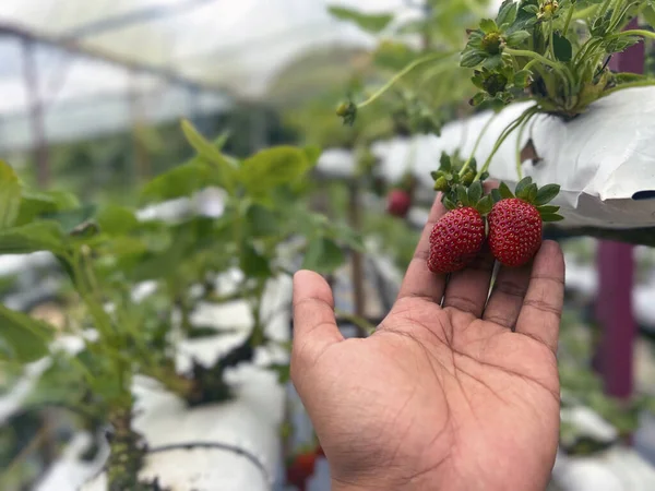 Contadino Che Raccoglie Una Fragola Fresca Giardino Fotografia Stock