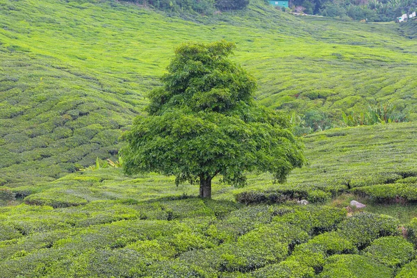 Samotne Drzewo Plantacji Herbaty Obrazek Stockowy