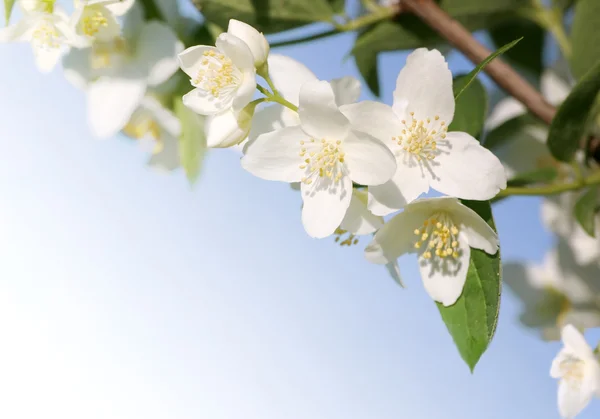 Yasemin (Philadelphus)