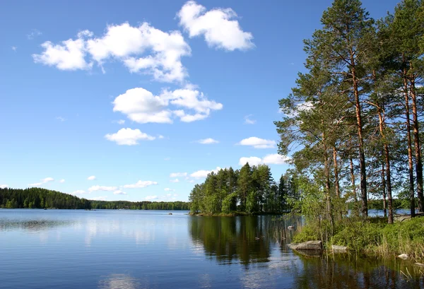 çam ağaçları ile çevrili forest lake