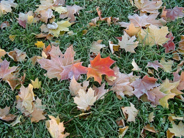 donmuş çimde sonbahar yaprakları