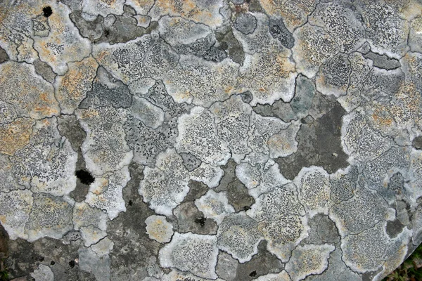 Modèle abstrait de lichen sur une pierre — Photo
