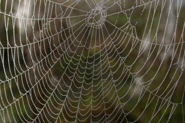 Ajur örümcek ağı içinde dewdrops