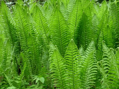 eğreltiotu arka plan