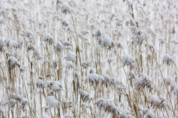 reed ve kar sessiz nötr arka plan