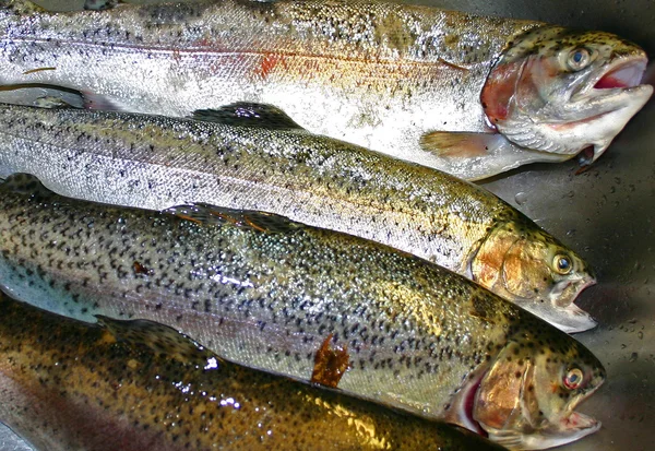 geçirilen çiftlik somon