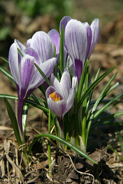 Çiğdem bahar çiçekleri