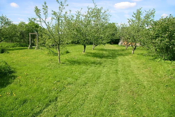elma meyve bahçesinde bahar zamanı