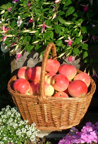 Red apples in basket among flowers — Stock Photo, Image