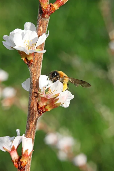 bir bal arısı kiraz çiçek
