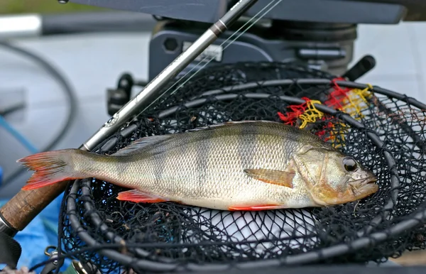 taze levrek ve olta takımı