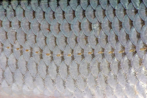 arka plan balık ölçekler