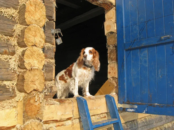 Hund bewacht das Haus — Stockfoto