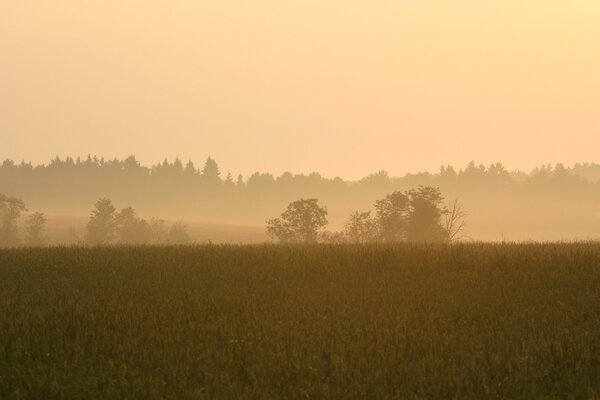 Pink sunrise on the field