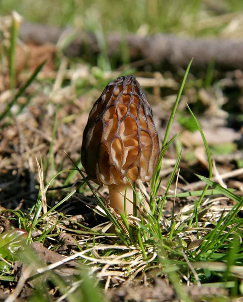 Morel mantarlı morchella